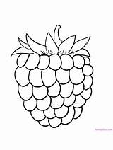 Raspberry Coloring Pages Raspberries Fruit Berries Printable Color Kids Gaddynippercrayons Name sketch template