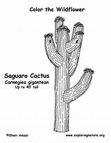 Coloring Cactus Saguaro Pages Template Exploringnature sketch template