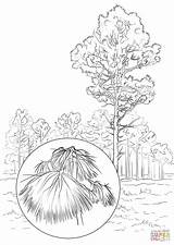 Pine Longleaf Coloring Pages Drawing Maine Nevada Printable Tree Color Getcolorings State Getdrawings Willpower Surging sketch template