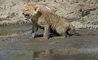 imagini de senzatie din savana africana ce face  leoaica pentru