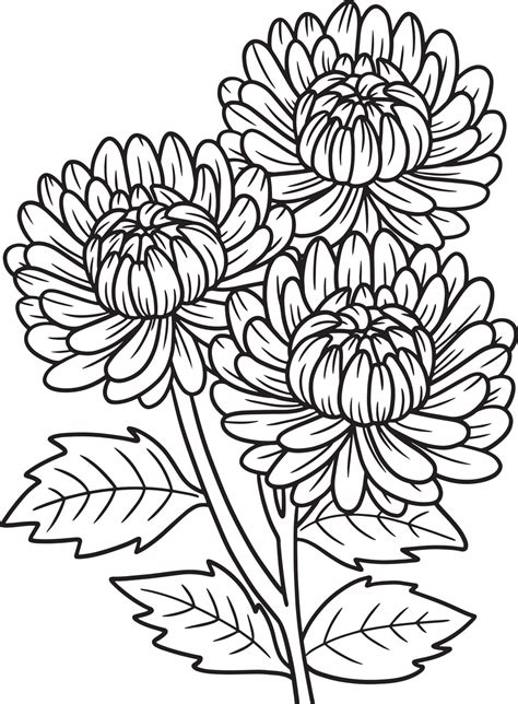 chrysanthemums flower coloring page  adults  vector art