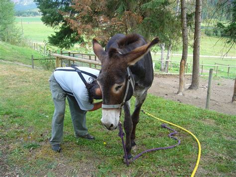 turtle valley donkey refuge meet ruby  mammoth donkey