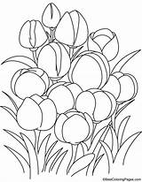 Tulip Coloring Flowers Pages sketch template