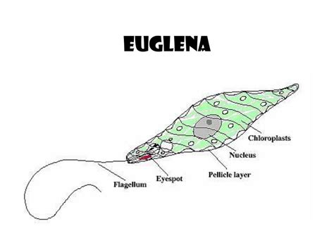 eukaryotes unicellular  multicellular  varied group powerpoint  id