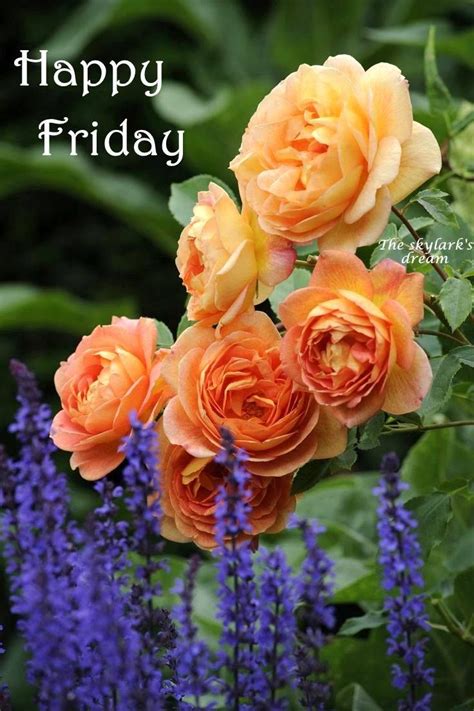 happy friday flowers image quote pictures   images