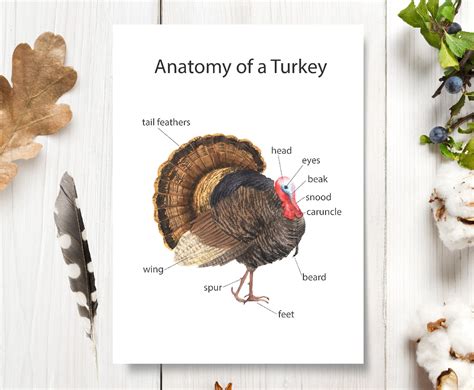 turkey anatomy printable poster thanksgiving wall art etsy