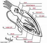 Squid Diagram Labeled Dissection Anatomy Internal Label Cephalopod Beak Draw Biology Body Diagrams Key Digestive System Biologycorner Sheet Science Dissecting sketch template