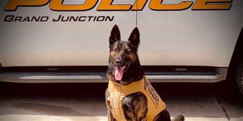 Gjpd K9 Gets Donated Body Armor