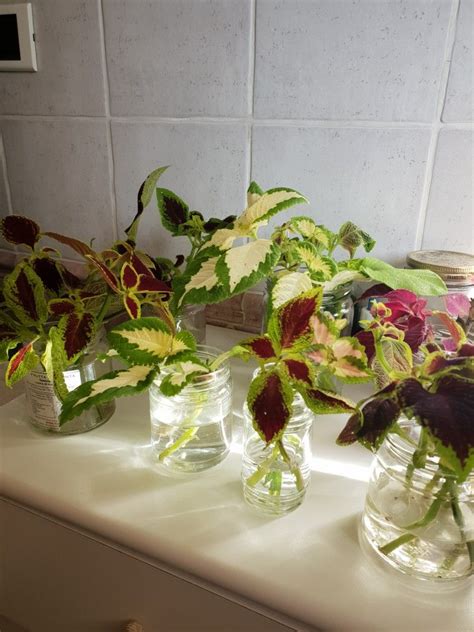 coleus propagating plants water plants container gardening