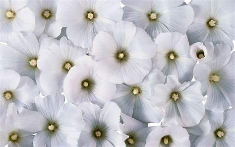 een scherm vol met witte bloemen mooie leuke achtergronden voor je bureaublad pc laptop tablet
