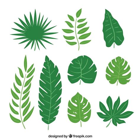 collection  palm leaves  vector