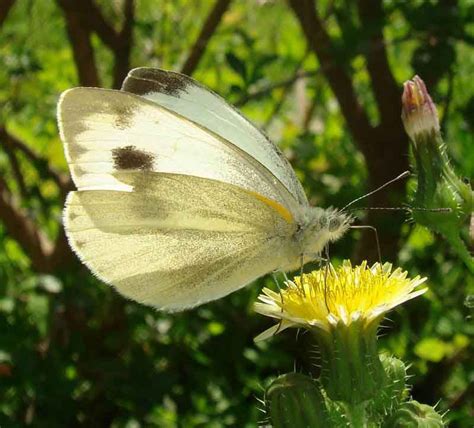 large white butterfly nature cultural  travel photography blog