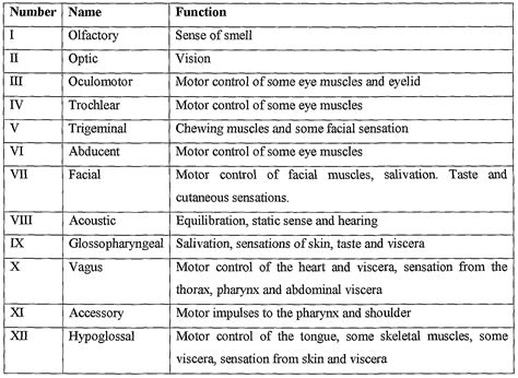 cranial nerves  functions google search cranial nerves function