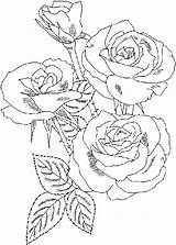 Coloring Roses Rose Pages Flower Color Printable Colouring Adult Beautiful Drawing Flowers Print Garden Sheets Kids Blank Bush Girls Smile sketch template