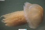 Afbeeldingsresultaten voor "catostylus Tagi". Grootte: 156 x 106. Bron: www.reeflex.net