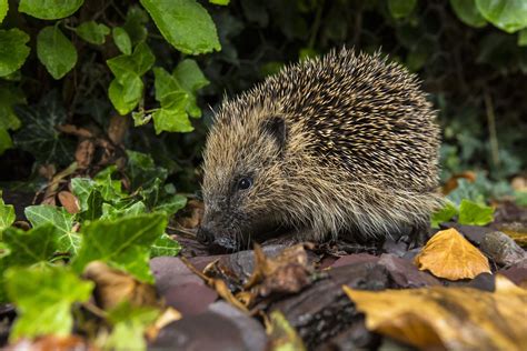 flipboard 4 signs you have a hedgehog in your garden at night