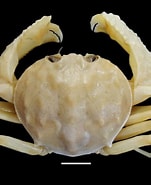 Afbeeldingsresultaten voor "acanthocarpus Alexandri". Grootte: 151 x 185. Bron: www.researchgate.net