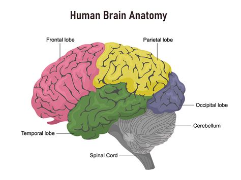 parts   human brain  functions