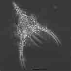 Afbeeldingsresultaten voor "clathrocorys Teuscheri". Grootte: 146 x 146. Bron: www.researchgate.net