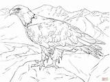 Eagle Bald Alaska Coloring Pages Printable Drawing Supercoloring Color Soaring Adult Drawings Birds Kids Flag Bird Lines Draw sketch template
