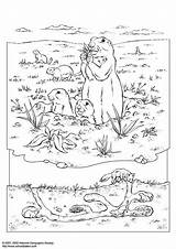 Prairie Coloring Dog Pages Large sketch template
