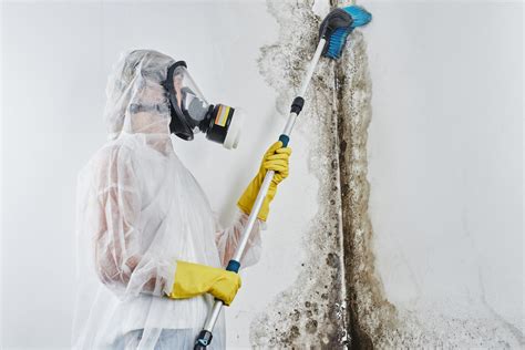 mold removal     hire  pro