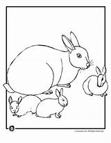 Lop Bunnies Eared Rabbit sketch template