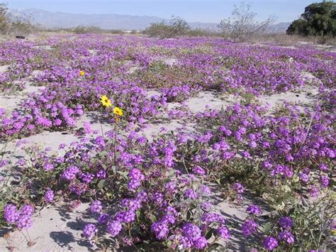 wildflowers  palm springs palm springs wild flowers palm