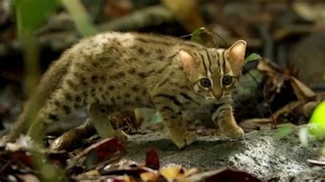 Big Cats Preview Clip World S Smallest Cat Metro Video