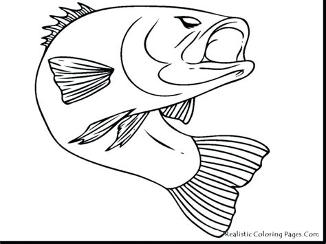 brook trout coloring page  getdrawings