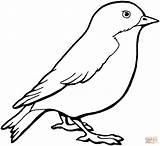 Bird Coloring Pages Visit Kids Birds sketch template