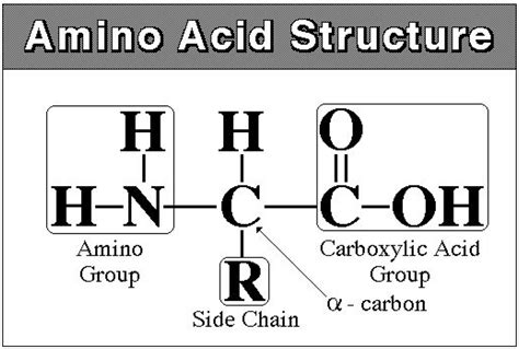 biochemistry difference  basic amino structures biology stack exchange