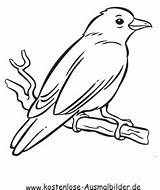 Kanarienvogel Voegel Kostenlos Rabe Ausmalen Ausmalbild Ausdrucken Vögel Malvorlagen Malvorlage Socke Coloring Bastelvorlagen Thema Ast sketch template