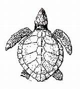 Turtle Ridley Sea Kemp Wildlife Turtles Drawings Drawing Fws Gov Florida Kemps Noaa Jack Credit Graphic Lepidochelys sketch template