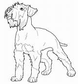 Schnauzer Coloring Miniature Printable Pages Dog Dogs Pinscher Poodle Toy Animals Supercoloring Crafts Kids Bible Cartoons Nature Many Adult Colouring sketch template