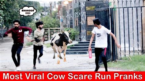 Most Viral Cow Scare Run Pranks Youtube