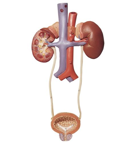 Somso Human Urinary System Model