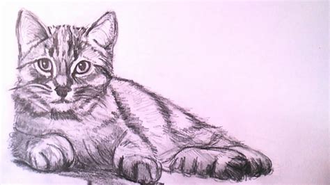realistic cat sketch  paintingvalleycom explore collection
