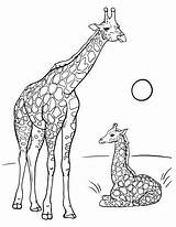 Giraffe Coloring Pages Giraffes Baby Adults Adult Color Savannah Getcolorings Pag Printable sketch template