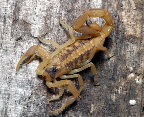 scorpion sting antidote insects   city