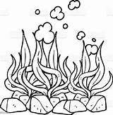 Seaweed Coloring Alga Bizarre Marinos Peces sketch template