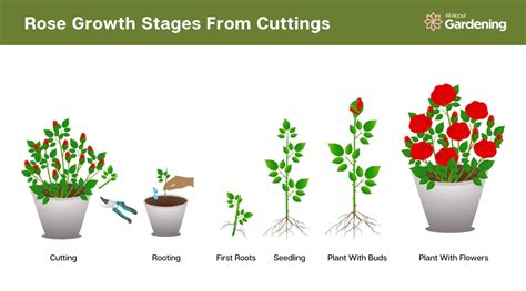 Rose Growth Stages How Fast Do Roses Grow