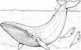 Wal Realistic Wale Malvorlagen Humpback K5worksheets Whales Affefreund Printables 101coloring sketch template