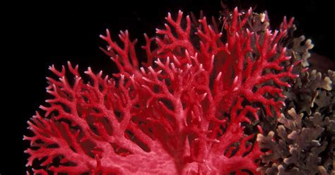 top      red coral