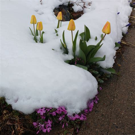 spring flowers covered  snow picture  photograph