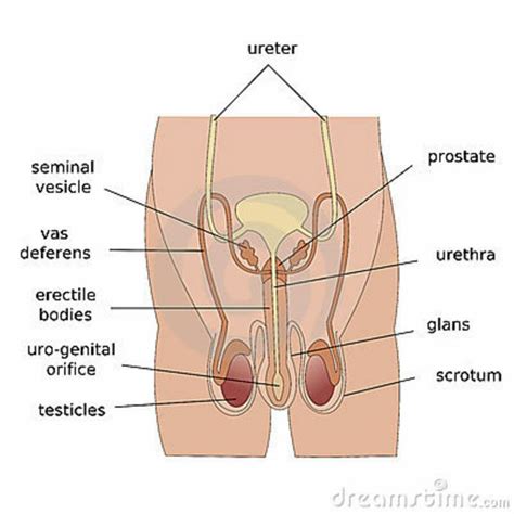 a man¹s sexual organs are located primarily in the root