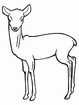Antelope Grassland Antilope Mewarnai Antelop Coloriage Clipartmag Coloriages sketch template