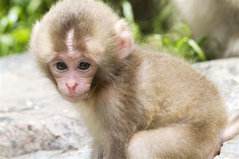 baby monkeys   cute animal impressive nature