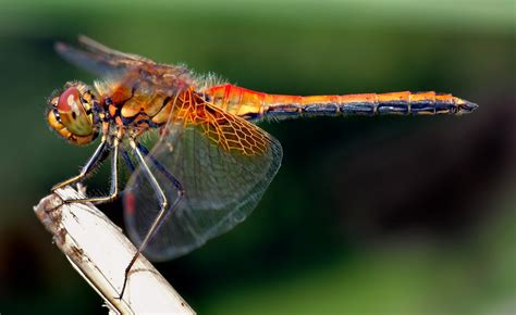 dragonfly  garden  eaden