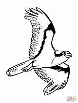 Osprey Falco Colorare Visarend Vliegende Disegno Soaring Volo Falchi Pagine Disegnato Colorato Ispirazione Pescatore Categorieën sketch template